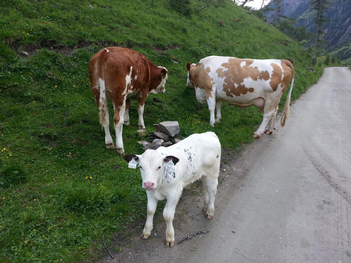 Haus Ursula Lejlighed Kals-am Großglockner Eksteriør billede